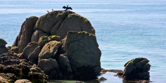 Faune de Chausey