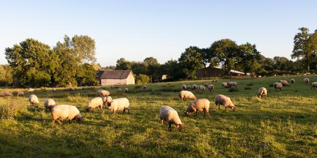 THE SHEEP OF ROMAIN LEPROVOST'S FARM LES AGNEAUX DU BOCAGE IN CÉRENCES. CÉRENCES, NORMANDY, FRANCE. JUNE 2017.