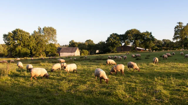 LES MOUTONS DE LA FERME LES AGNEAUX DU BOCAGE DE ROMAIN LEPROVOST