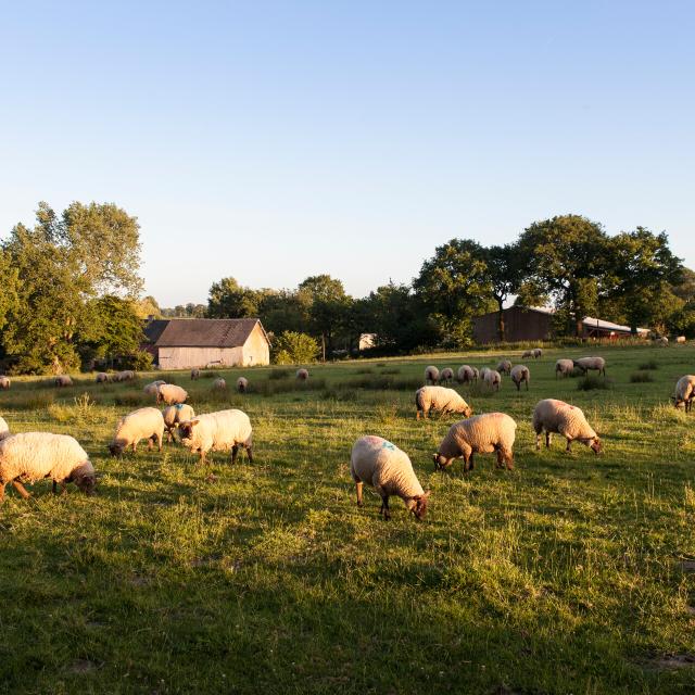 LES MOUTONS DE LA FERME LES AGNEAUX DU BOCAGE DE ROMAIN LEPROVOST