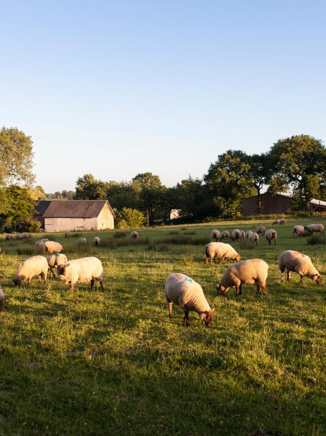 THE SHEEP OF ROMAIN LEPROVOST'S FARM LES AGNEAUX DU BOCAGE IN CÉRENCES. CÉRENCES, NORMANDY, FRANCE. JUNE 2017.