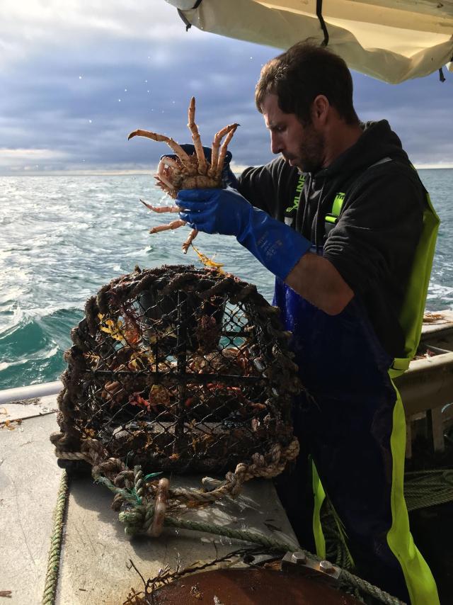 Araignée de mer pêchée à Chausey