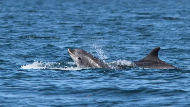 Bottlenose dolphins