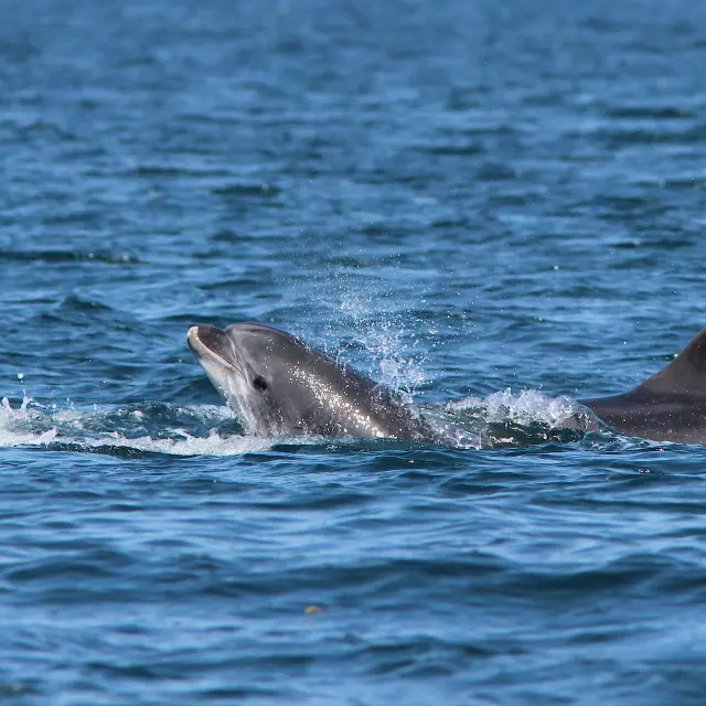 Grands Dauphins croisière faune marine