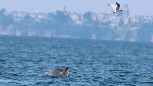 Bottlenose dolphins and black-headed gulls