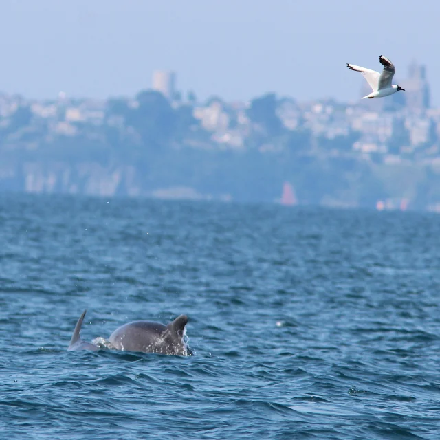 Grands Dauphins Et Mouette Rieuse croisière faune marine