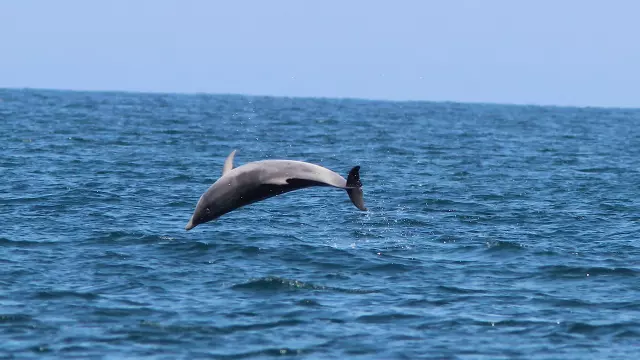 Young Playful Bottlenose Dolphin