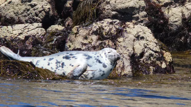 Grey Seal