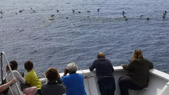 Balearic Shearwater Watching