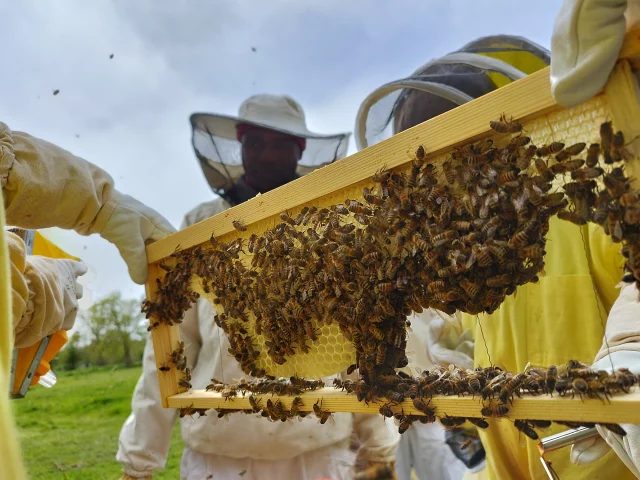 cadre ruche avec abeilles