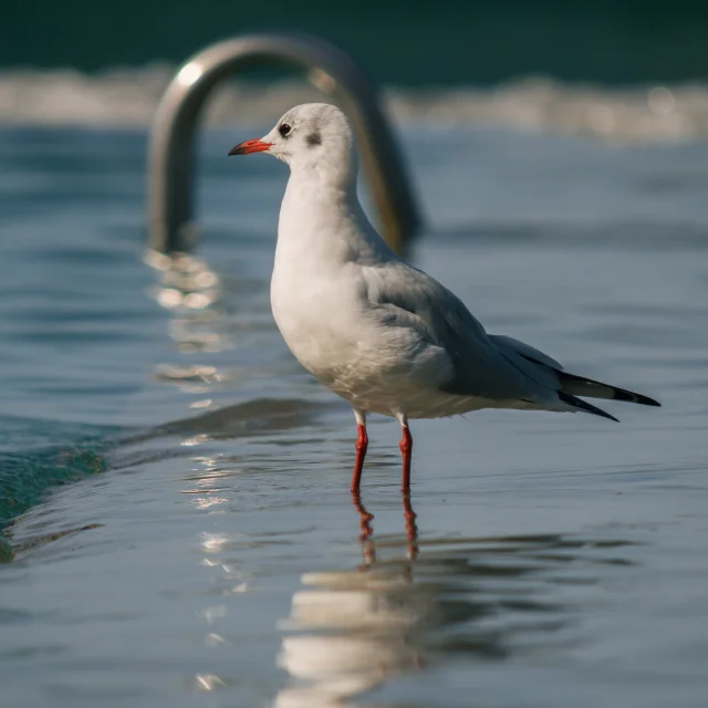 Mouette au bord de la piscine de Saint-Pair-sur-Mer