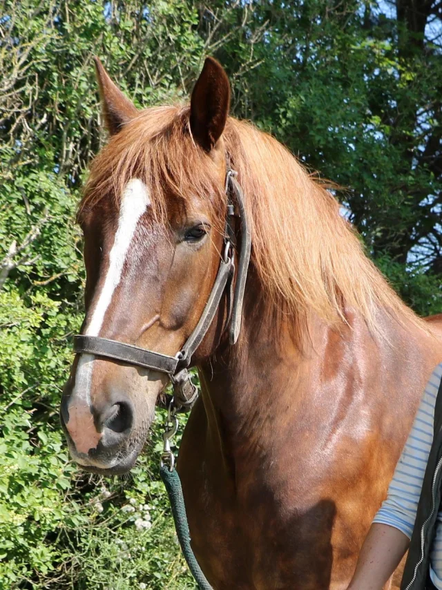 La Cavalerie d'Andrea