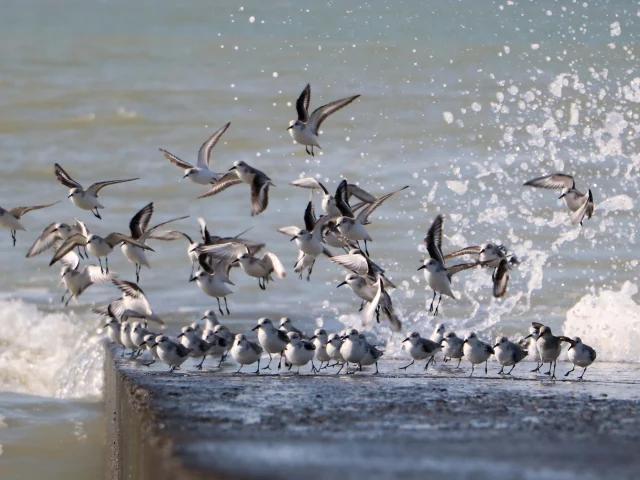 Les Becasseaux Sanderlings Credit Otgtm Marie Claude Vergne 36767 1