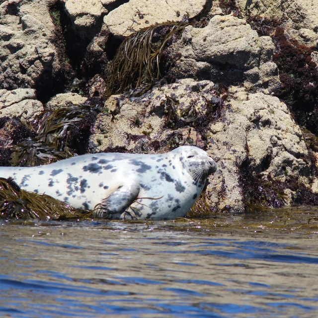 Phoque Gris croisière faune marine