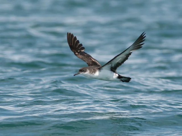 English Shearwater