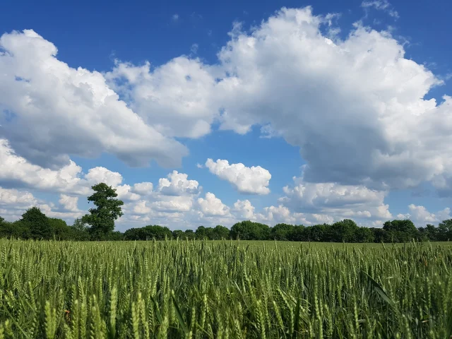 Dans le bocage normand