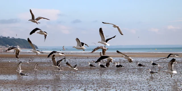 Goélands sur la plage de Jullouville