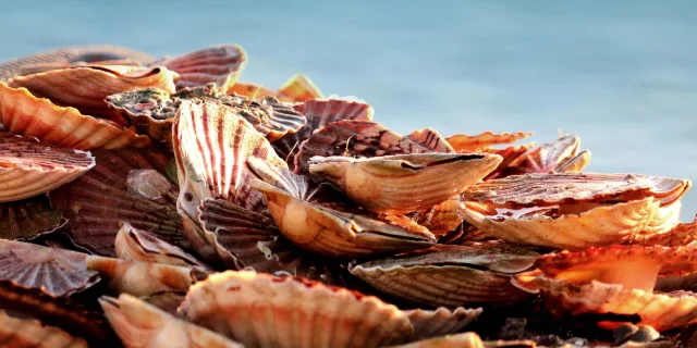 Coquilles Saint-Jacques de la baie de Granville