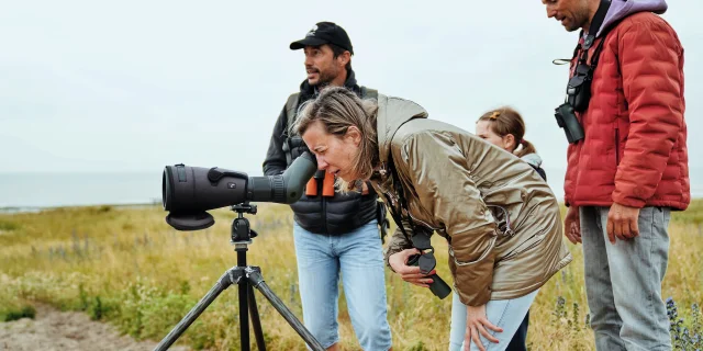 Je Me Ressource Grace Aux Oiseaux Expérience Birding Mont Saint Michel