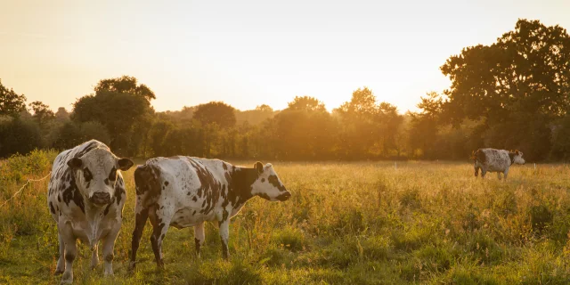 LES VACHES DE RACES NORMANDES DE LA FERME BIO DU BOIS LANDELLES À HUDIMESNIL.HUDIMESNIL, NORMANDIE, FRANCE. JUIN 2017.