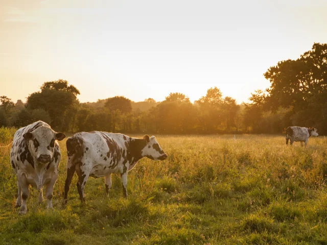 LES VACHES DE RACES NORMANDES DE LA FERME BIO DU BOIS LANDELLES À HUDIMESNIL.HUDIMESNIL, NORMANDIE, FRANCE. JUIN 2017.