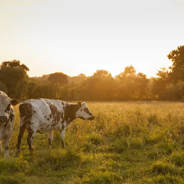 LES VACHES DE RACES NORMANDES DE LA FERME BIO DU BOIS LANDELLES À HUDIMESNIL.HUDIMESNIL, NORMANDIE, FRANCE. JUIN 2017.