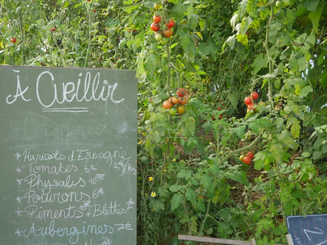 Cueillette à la ferme de l'Accueillette