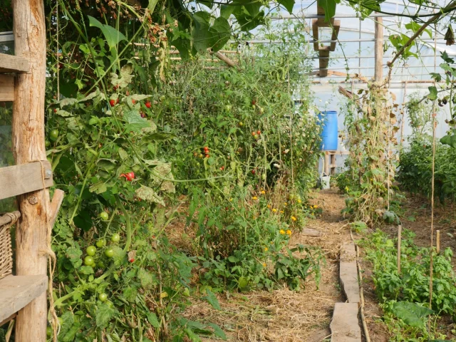 Tomates à cueillir