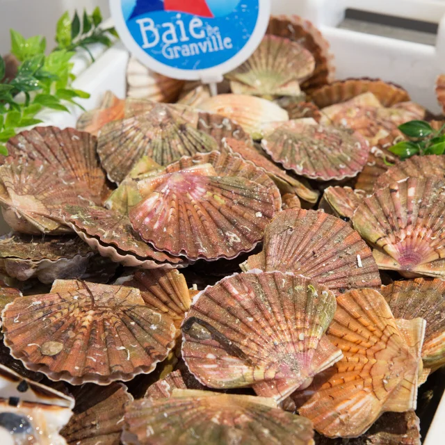 Les Coquilles Saint Jacques Credit Otgtm Philippe Fauvel 19551 1920px