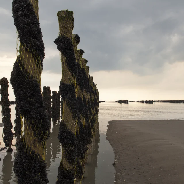 ROMAIN LENFANT ET SA SOEUR SARAH CULTIVENT DES MOULES DE BOUCHOT ET DES HUITRES. BRICQUEVILLE, NORMANDIE, FRANCE , SEPTEMBRE 2016.